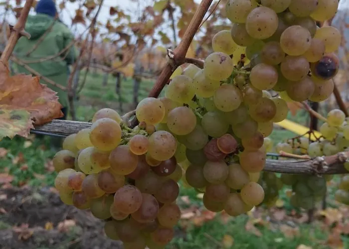 Casa Moselle-Royal Koeniglich Urlauben Im Moseltal Reil